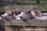 Shetland sheep, Shetland, Scotland -  Mouton, Shetland  13892