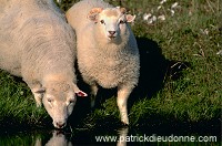 Shetland sheep, Shetland, Scotland -  Mouton, Shetland  13893