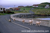 Shetland sheep, Shetland, Scotland -  Mouton, Shetland  13896