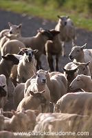 Shetland sheep, Shetland, Scotland - Mouton, Shetland 13897 Shetland sheep, Shetland, Scotland - Mouton, Shetland 13897