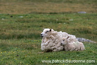 Shetland sheep, Shetland, Scotland -  Mouton, Shetland  13899