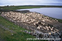 Shetland sheep, Yell, Shetland, Scotland -  Mouton, Shetland 13901