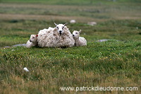 Shetland sheep, Shetland, Scotland -  Mouton, Shetland  13903