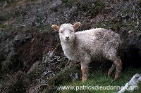 Shetland sheep, Shetland, Scotland - Mouton, Shetland 13904 Shetland sheep, Shetland, Scotland - Mouton, Shetland 13904