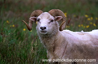 Shetland sheep, Shetland, Scotland -  Mouton, Shetland  13905