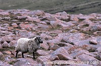 Shetland sheep on Ronas Hill, Shetland, Scotland -  Mouton, Shetland 13906