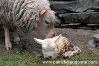 Shetland sheep, Unst, Shetland, Scotland - Mouton, Shetland 13907 Shetland sheep, Unst, Shetland, Scotland - Mouton, Shetland 13907