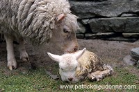 Shetland sheep, Unst, Shetland, Scotland -  Mouton, Shetland  13907