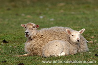Shetland sheep, Shetland, Scotland -  Mouton, Shetland  13908
