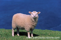 Shetland sheep, Hermaness, Shetland, Scotland -  Mouton, Shetland  13912