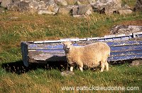 Shetland sheep, Shetland, Scotland -  Mouton, Shetland  13913