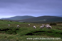 Shetland sheep, Mainland, Shetland, Scotland -  Mouton, Shetland  13915