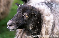 Shetland sheep, Shetland, Scotland - Mouton, Shetland 13916 Shetland sheep, Shetland, Scotland - Mouton, Shetland 13916
