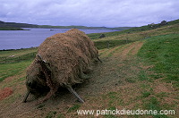 Hay stacks and fishing nets, Shetland - Foin et filets à Vidlin 13926