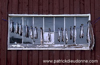 Fish drying, at Voe, Mainland, Shetland, Scotland - Poissons séchant  13931
