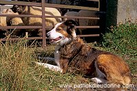 Sheepdog, Shetland, Scotland - Berger des Shetland 13936 Sheepdog, Shetland, Scotland - Berger des Shetland 13936