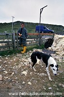 Young boy and his dog, Shetland - Jeune garcon et son chien 13941 Young boy and his dog, Shetland - Jeune garcon et son chien 13941