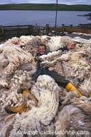 Sheep shearing, Shetland, Scotland - Tonte des moutons, Shetland  13942