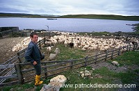 Sheep shearing, Shetland, Scotland - Tonte des moutons, Shetland 13944 Sheep shearing, Shetland, Scotland - Tonte des moutons, Shetland 13944