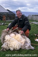 Sheep shearing, Shetland, Scotland  - Tonte des moutons, Shetland  13945