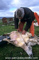 Sheep shearing, Shetland, Scotland  - Tonte des moutons, Shetland  13947
