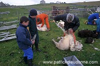 Sheep shearing, Shetland, Scotland  - Tonte des moutons, Shetland  13949