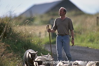 Shepherd, Fetlar, Shetland, Scotland - Berger des Shetland  13950