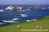 Hermaness Nature Reserve, Unst, Shetland - Reserve d'Hermaness, Unst  13977