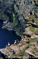 Hermaness Nature Reserve, Unst, Shetland - Reserve d'Hermaness, Unst 14007