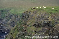 Shetland sheep, Unst, Shetland, Scotland. - Mouton(s), Shetland 14008 Shetland sheep, Unst, Shetland, Scotland. - Mouton(s), Shetland 14008