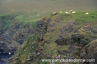 Shetland sheep, Unst, Shetland, Scotland. -  Mouton(s), Shetland  14008