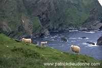 Shetland sheep, Shetland, Scotland. - Mouton(s), Shetland 14009 Shetland sheep, Shetland, Scotland. - Mouton(s), Shetland 14009