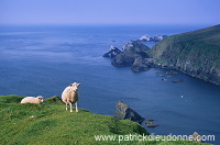 Shetland sheep, Shetland, Scotland. -  Mouton(s), Shetland  14015