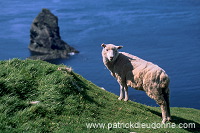 Shetland sheep, Shetland, Scotland. -  Mouton(s), Shetland 14016