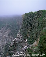 Hermaness Nature Reserve, Unst, Shetland - Hermaness, Shetland 14002