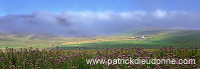 Flowers and mist near Northdale, Unst, Shetland - Fleurs et brouillard sur Unst  14124