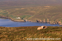 Burra Firth and sheep, Unst, Shetland - Baie de Burra Firth et moutons 14098