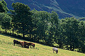 Keskadale valley, Lake District, England - Keskadale, Angleterre 14189 Keskadale valley, Lake District, England - Keskadale, Angleterre 14189