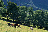 Keskadale valley, Lake District, England - Keskadale, Angleterre  14189