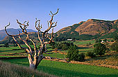 Dead tree, Lake District, England - Arbre mort, Région des Lacs, Angleterre  14224