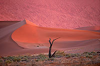 Red sand dunes, Sossusvlei, Namibia - Dunes, desert du Namib 14271