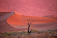 Red sand dunes, Sossusvlei, Namibia - Dunes, desert du Namib 14271 Red sand dunes, Sossusvlei, Namibia - Dunes, desert du Namib 14271