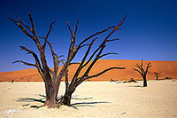 Deadvlei, Dunes and dead trees, Namibia - Deadvlei, desert du Namib - 14335