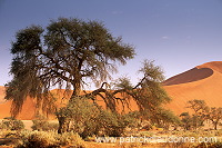Red sand dunes, Sossusvlei, Namibia - Dunes, desert du Namib 14332