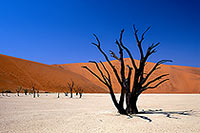 Deadvlei, Dunes and dead trees, Namibia - Deadvlei, desert du Namib - 14337