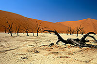 Deadvlei, Dunes and dead trees, Namibia - Deadvlei, desert du Namib - 14348