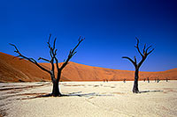 Deadvlei, Dunes and dead trees, Namibia - Deadvlei, desert du Namib - 14353 Deadvlei, Dunes and dead trees, Namibia - Deadvlei, desert du Namib - 14353