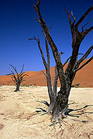 Deadvlei, Dunes and dead trees, Namibia - Deadvlei, desert du Namib - 14360