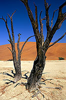 Deadvlei, Dunes and dead trees, Namibia - Deadvlei, desert du Namib - 14361 Deadvlei, Dunes and dead trees, Namibia - Deadvlei, desert du Namib - 14361