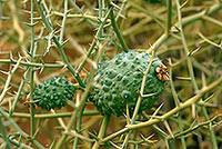 Nara melon, Sossusvlei, Namibia - Nara, concombre du desert 14372